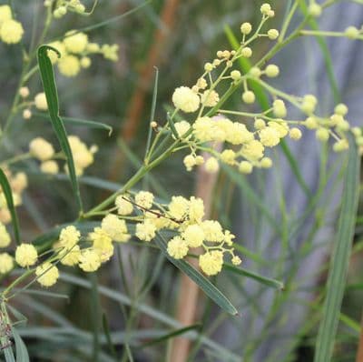 Acacia retinodes 3 Litre
