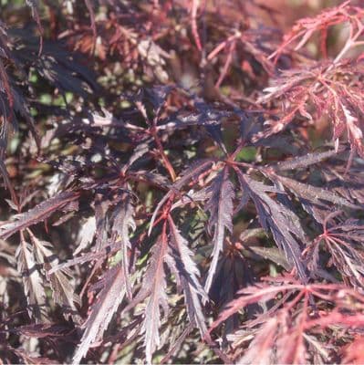 Acer Dissectum Tamukeyama Red 7.5 Litre