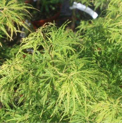 Acer Green Dissectum Viridis 7.5 Litre