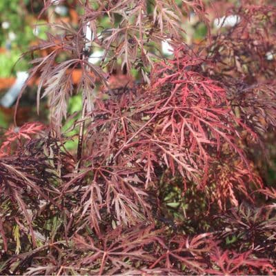 Acer Inaba Shidare 7.5 Litre