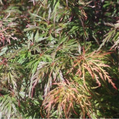 Acer Orangeola 7.5 Litre