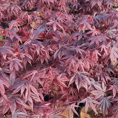 Acer palmatum Bloodgood