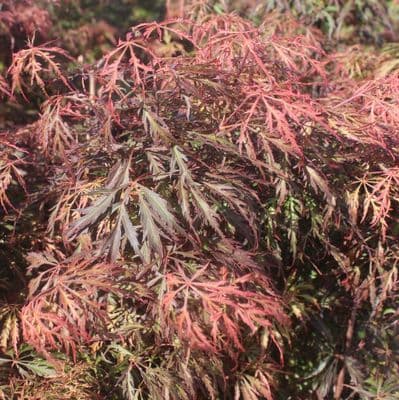Acer palmatum Crimson Princess 7.5 Litre