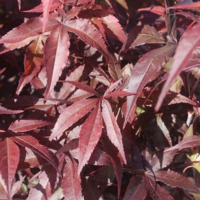 Acer palmatum Fireglow 7.5 LItre