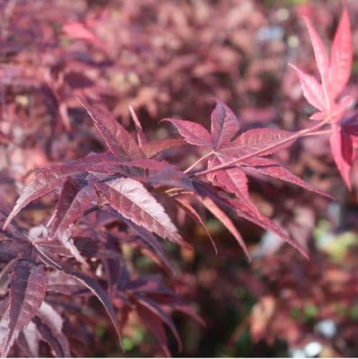 Acer palmatum Red Emperor 7.5 Litre