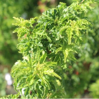 Acer palmatum Shishigashira 7.5 Litre