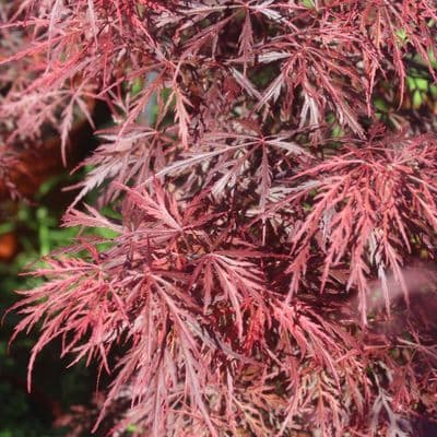 Acer palmatum Stella Rossa 7.5 Litre