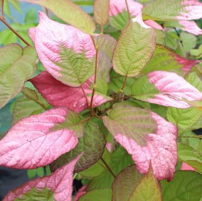 Actinidia Kolomikta 3 litre