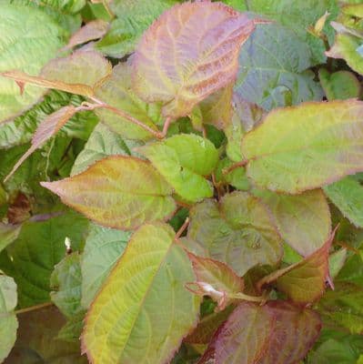Actinidia kolomikta Adam 2 Litre