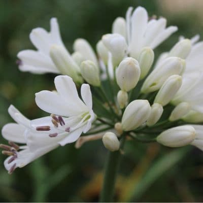 Agapanthus Arctic Star 3 Litre