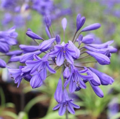 Agapanthus Brilliant Blue 3 litre