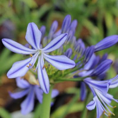 Agapanthus Charlotte 3 Litre