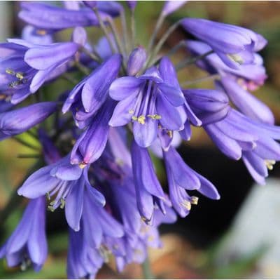Agapanthus Ever Sapphire 3 Litre