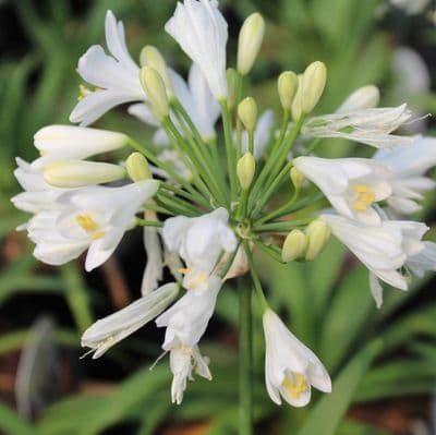 Agapanthus Ever White 3 Litre