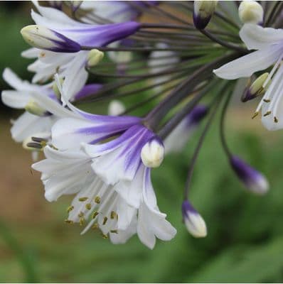 Agapanthus Fireworks 3 Litre