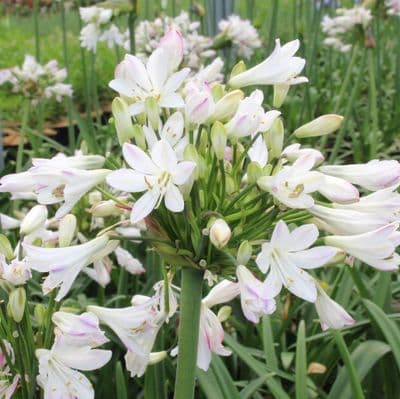 Agapanthus Graphite White 3 Litre