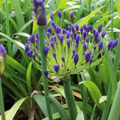 Agapanthus Jacaranda 3 litre