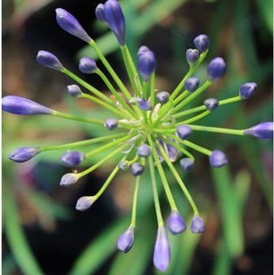 Agapanthus Lapis Luzli 3 litre