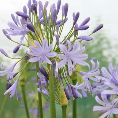 Agapanthus Lavender Haze 3 litre