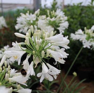 Agapanthus Mi Casa 3 Litre