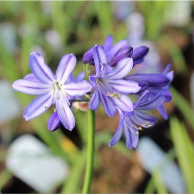 Agapanthus Northern Star 3 litre