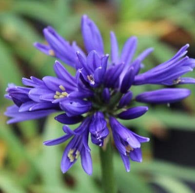 Agapanthus Pino 3 Litre