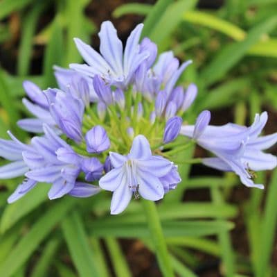 Agapanthus Pitchoune Blue 3 Litre