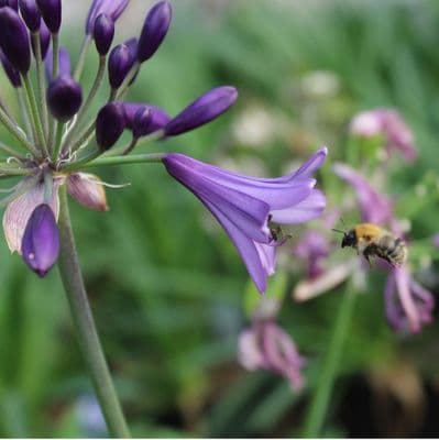 Agapanthus Poppin' Purple 3 Litre