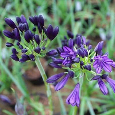 Agapanthus Royal Velvet 3 Litre