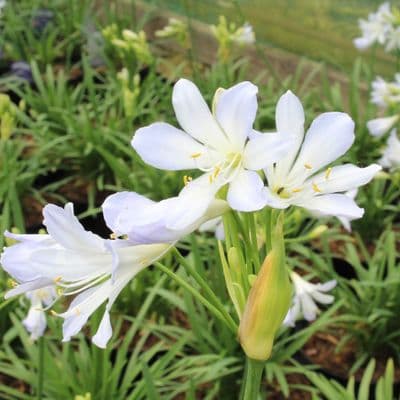 Agapanthus Silver Baby 3 Litre