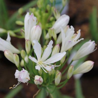Agapanthus Strawberry Ice 3 Litre