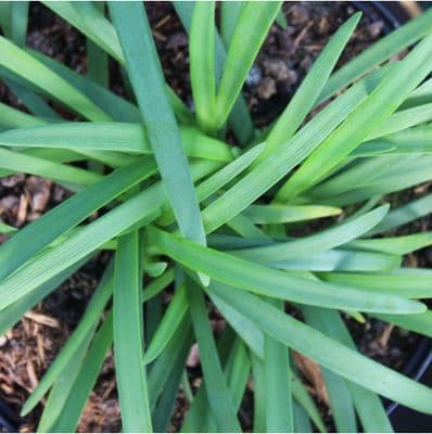 Agapanthus Streamline 3 litre