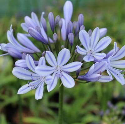 Agapanthus Sweet Surprise 3 Litre