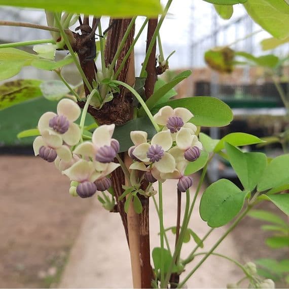 Akebia quinata Silver Bells 3 Litre