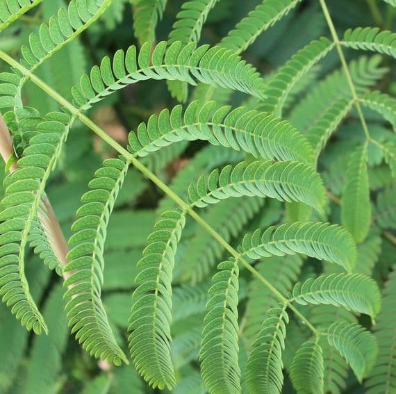 Albizia julibrissin f. rosea 3 Litre