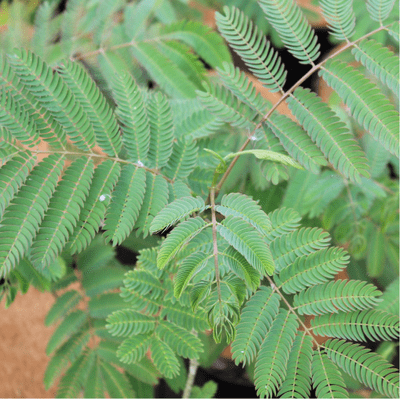 Albizia julibrissin Ombrella Boubri 3 Litre