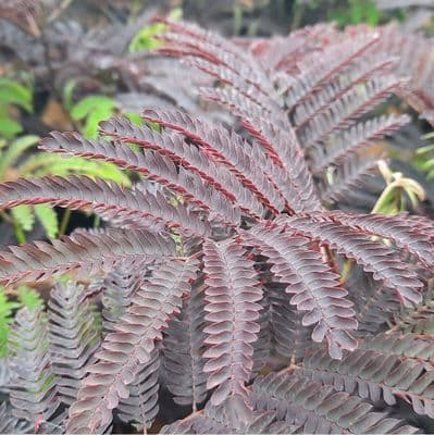 Albizia julibrissin Summer Chocolate 3 Litre