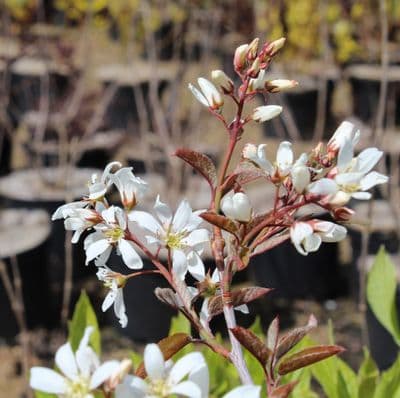 Amelanchier Canadensis 3 Litre