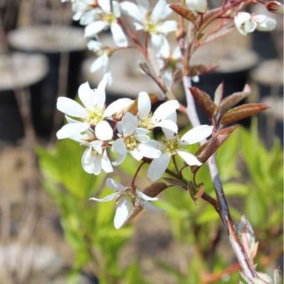 Amelanchier Lamarckii 3 Litre