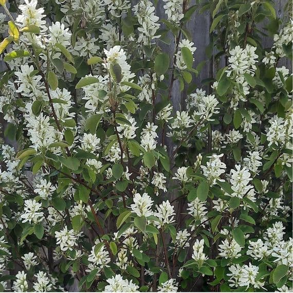 Amelanchier Obelisk (Grafted) 3 litre
