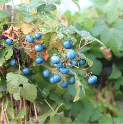 Ampelopsis brevipedunculata  Elegans 3 litre