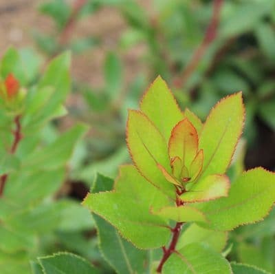 Arbutus unedo 3 Litre