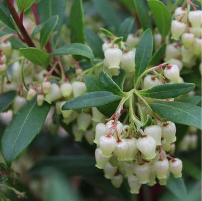 Arbutus unedo Atlantic 3 Litre