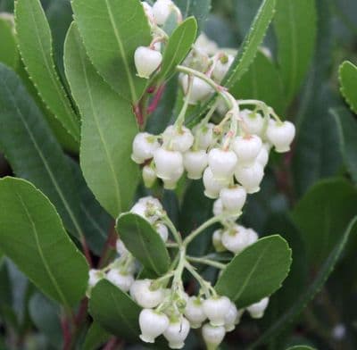Arbutus unedo Compacta 3 Litre