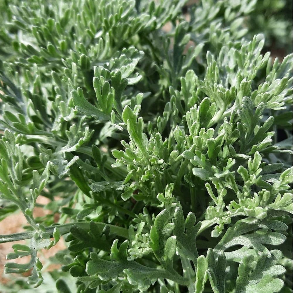 Powis Castle Artemisia