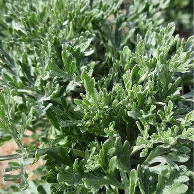 Artemisia Powis Castle 3 Litre