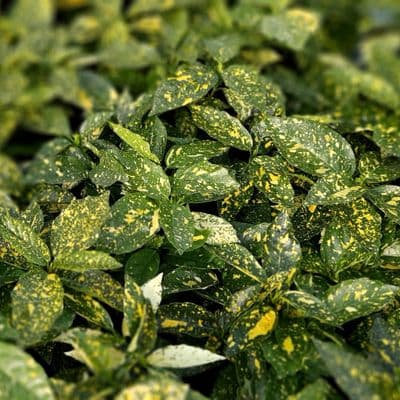 Aucuba  jap Variegata 3 Litre