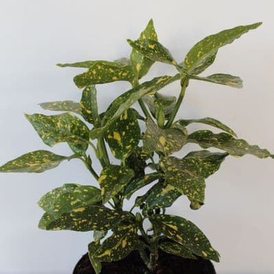 Aucuba japonica Crotonifolia 3 Litre