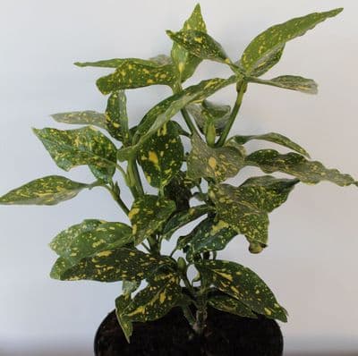Aucuba japonica Goldstrike 3 Litre