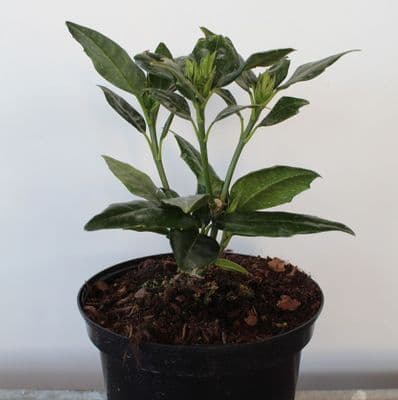Aucuba japonica Rozannie 3 Litre